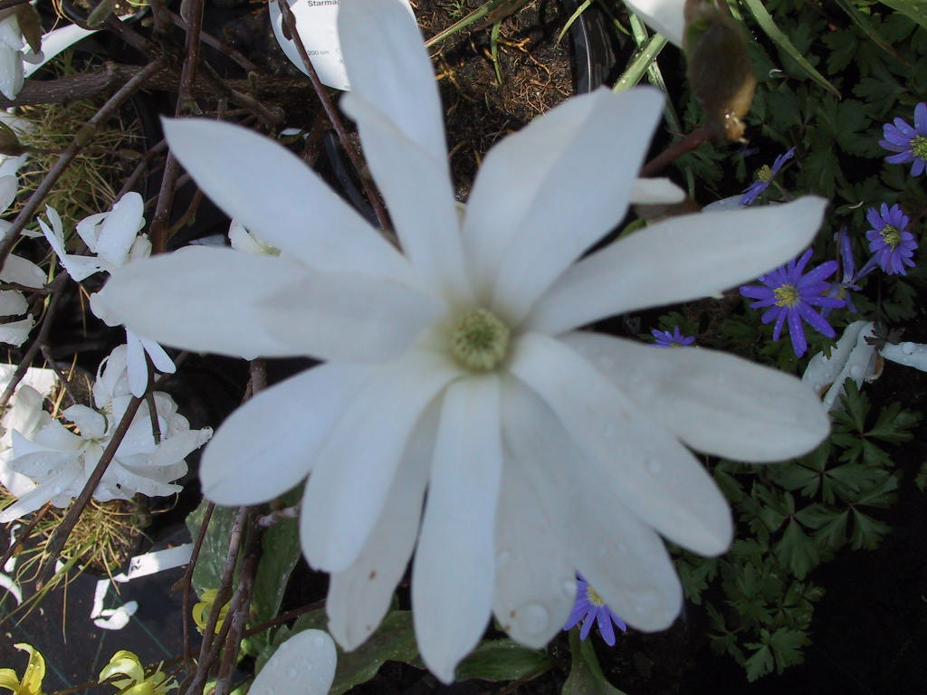 Magnolia stellata Royal Star 07 unscharf.jpg